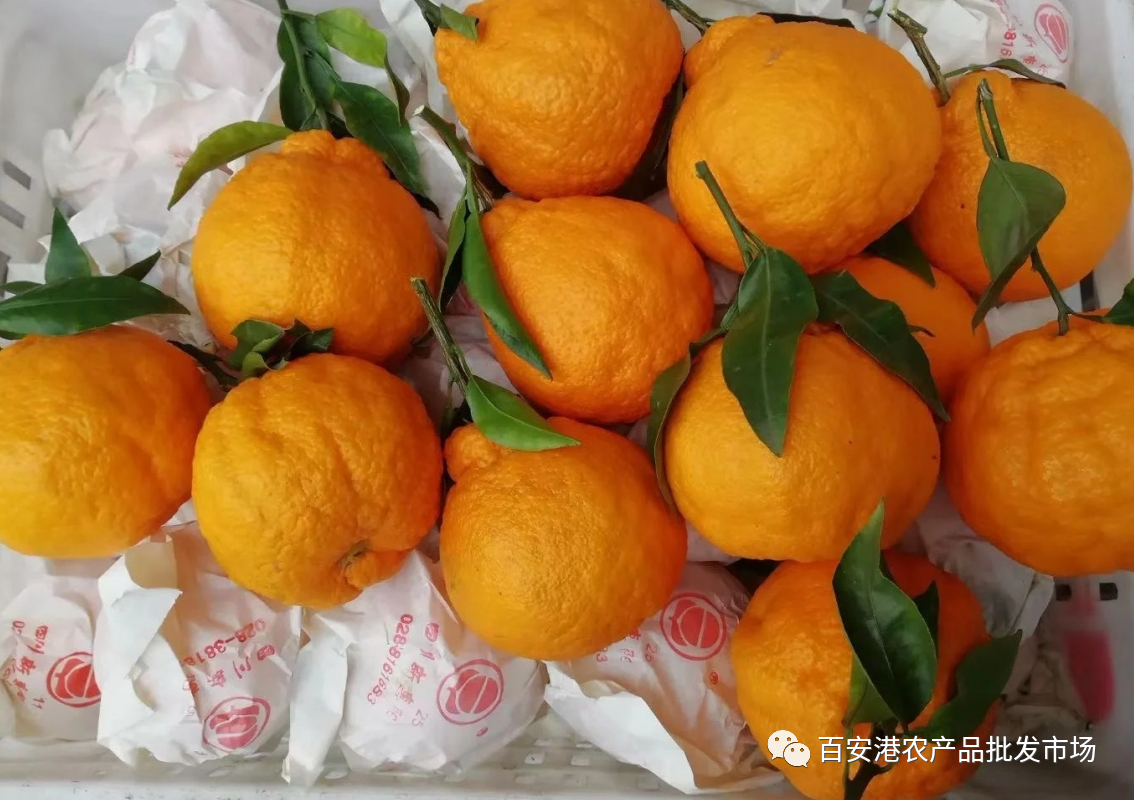 柑橘水果上市忙，批发市场销售旺！